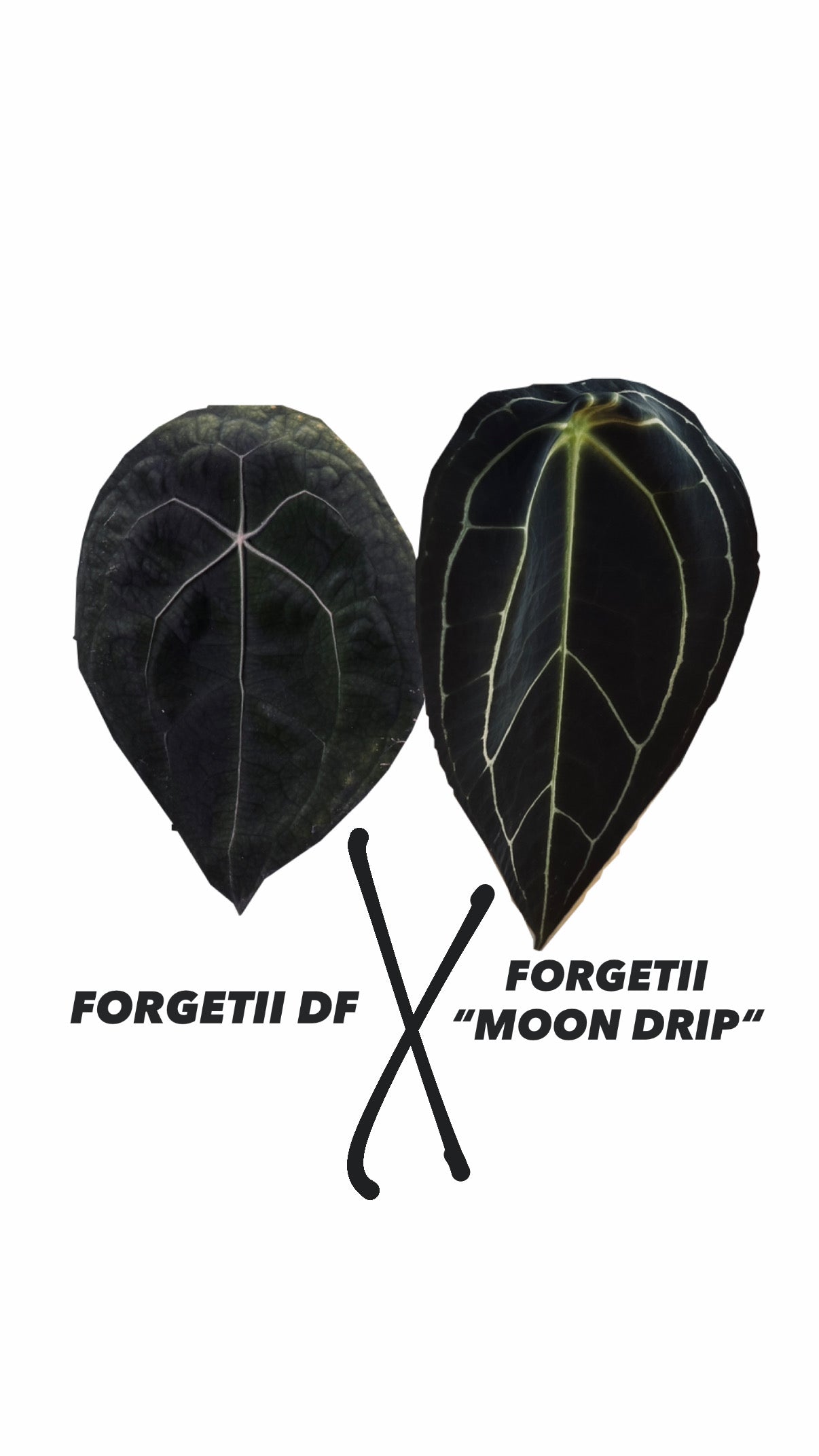 Anthurium Forgetii DF X Forgetii „MOON DRIP“