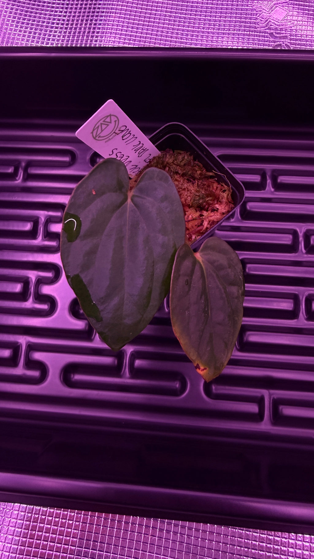 Anthurium Black Dress X RG F2 Dark Clone