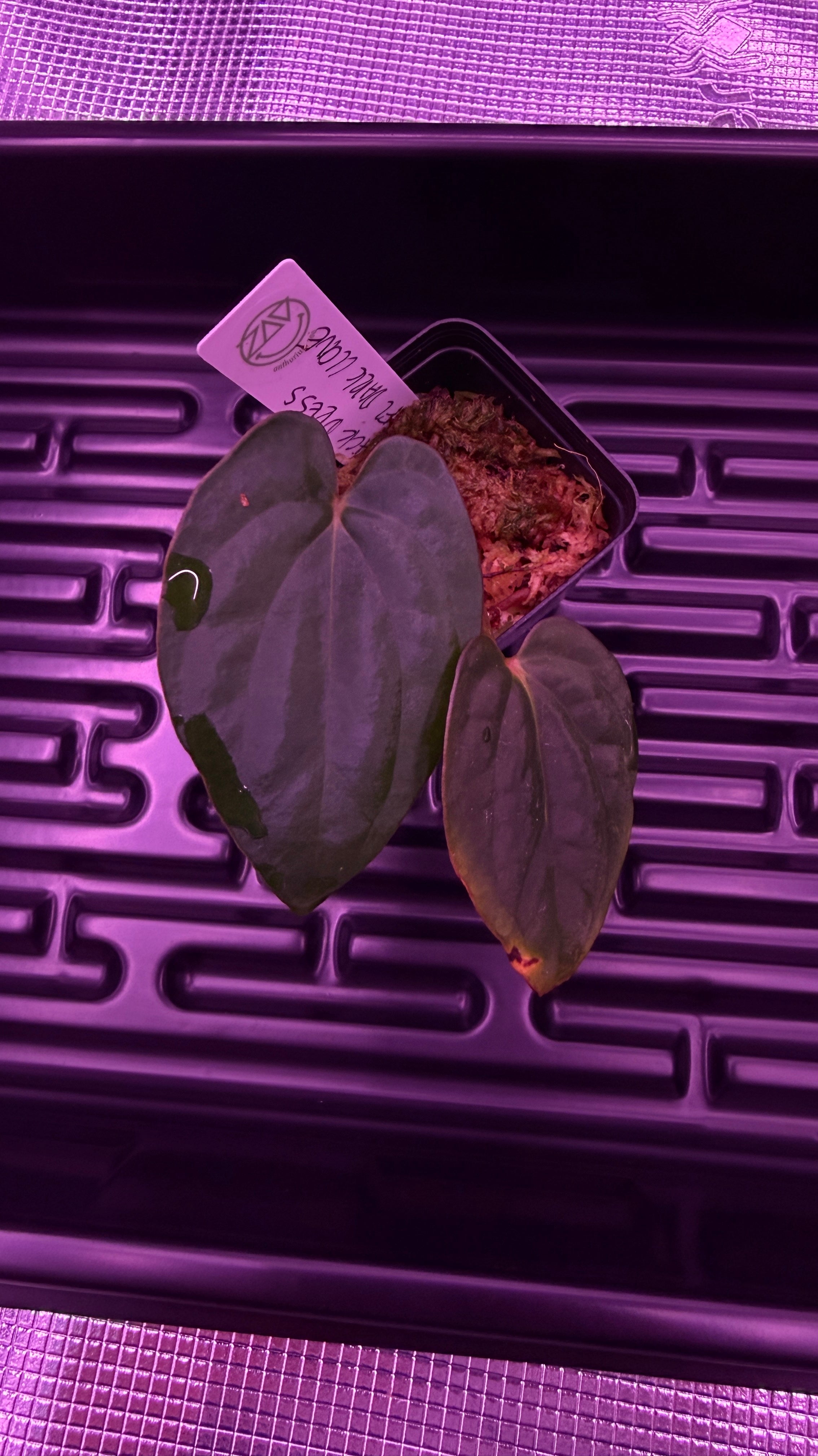 Anthurium Black Dress X RG F2 Dark Clone