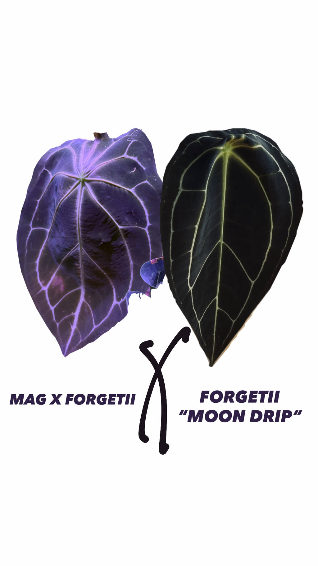 Anthurium (MAGNIFICUM X FORGETII) X FORGETII “MOON DRIP“ | Seedlings