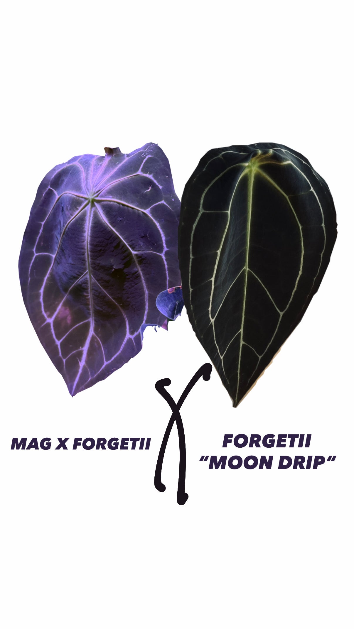 Anthurium (Magnificum X Forgetii) X Forgetii “MOON DRIP“