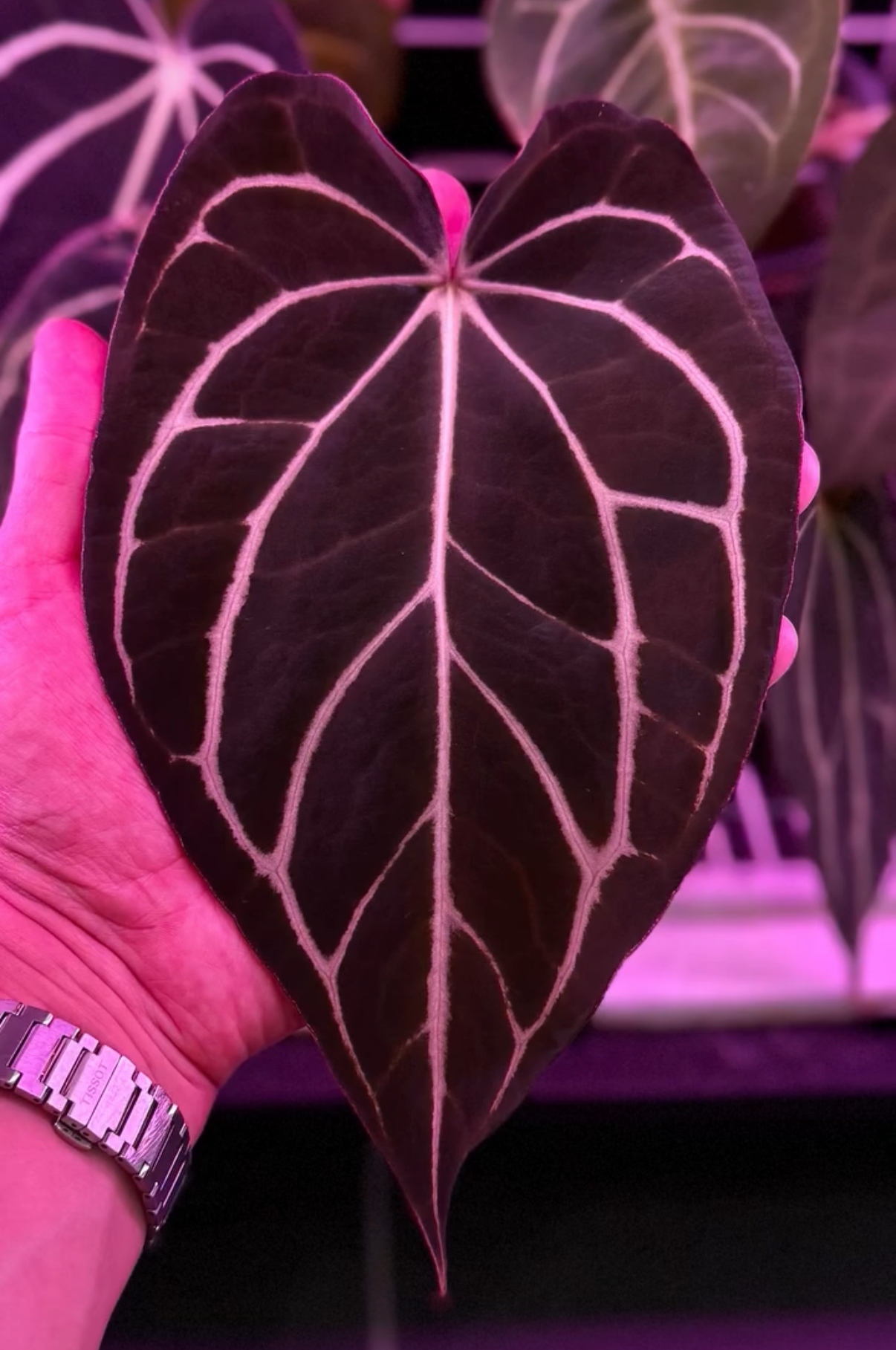 Anthurium Carlablackiae A2 x RA7 S1