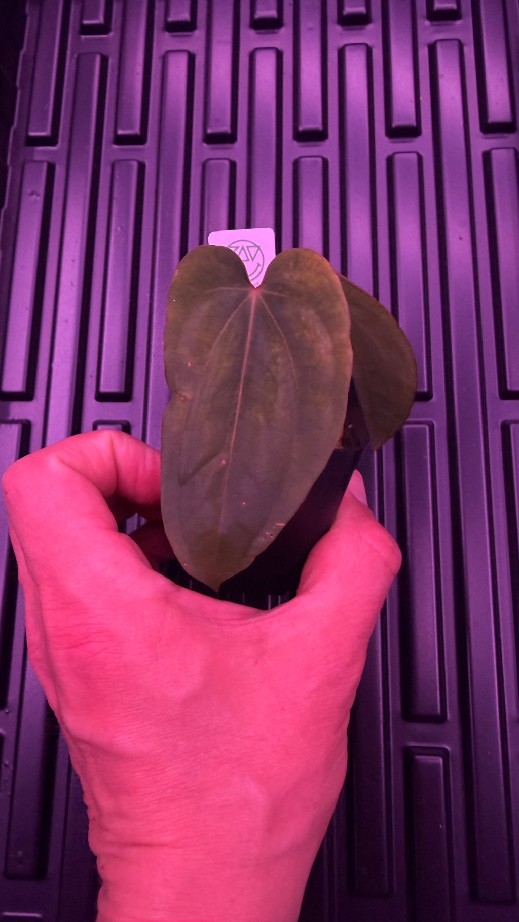 Anthurium BVEP ‘ROUND‘ X RG DRESSLERI #2 | Clones