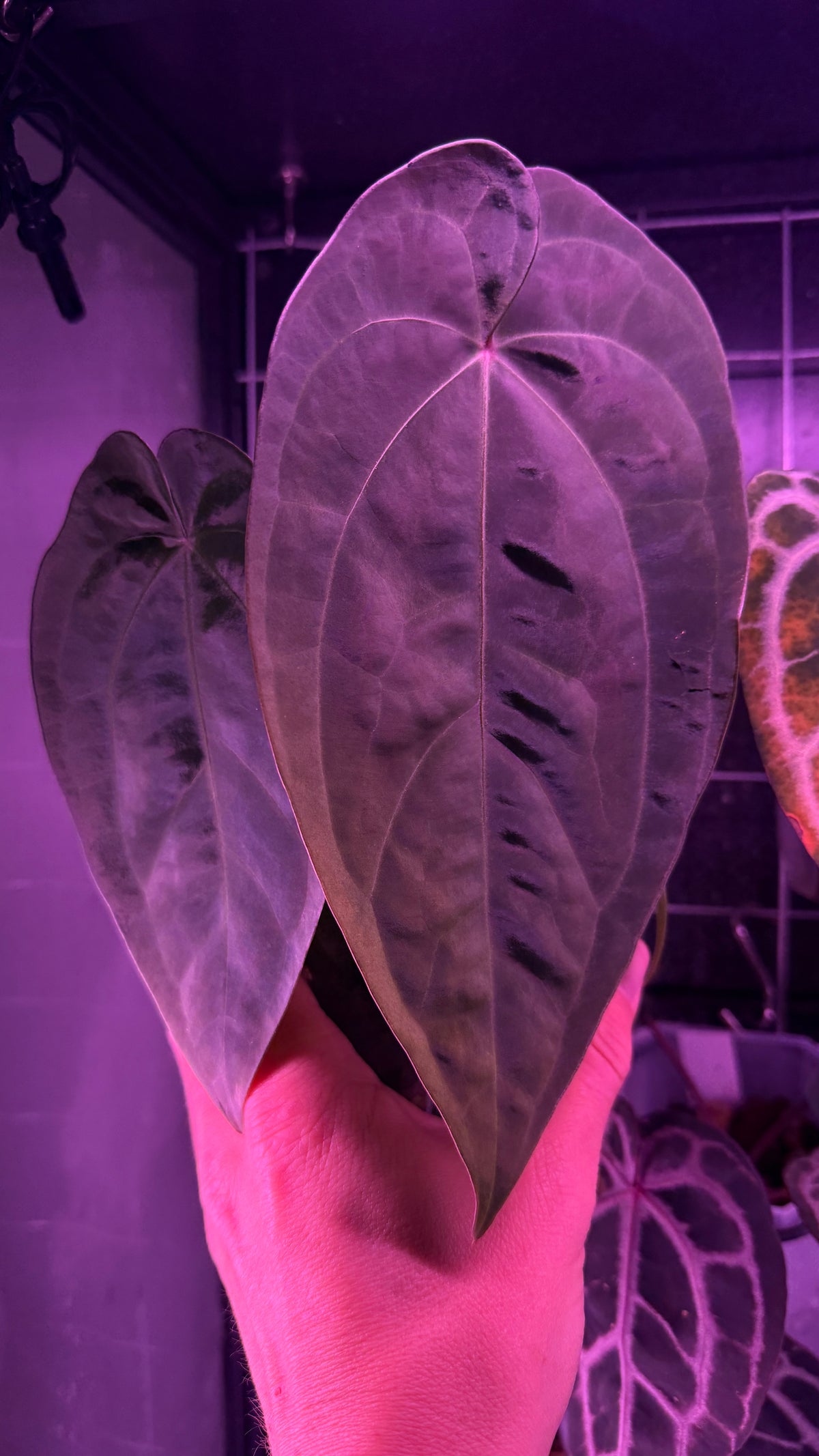 Anthurium ACE OF SPADES SKG | Clone