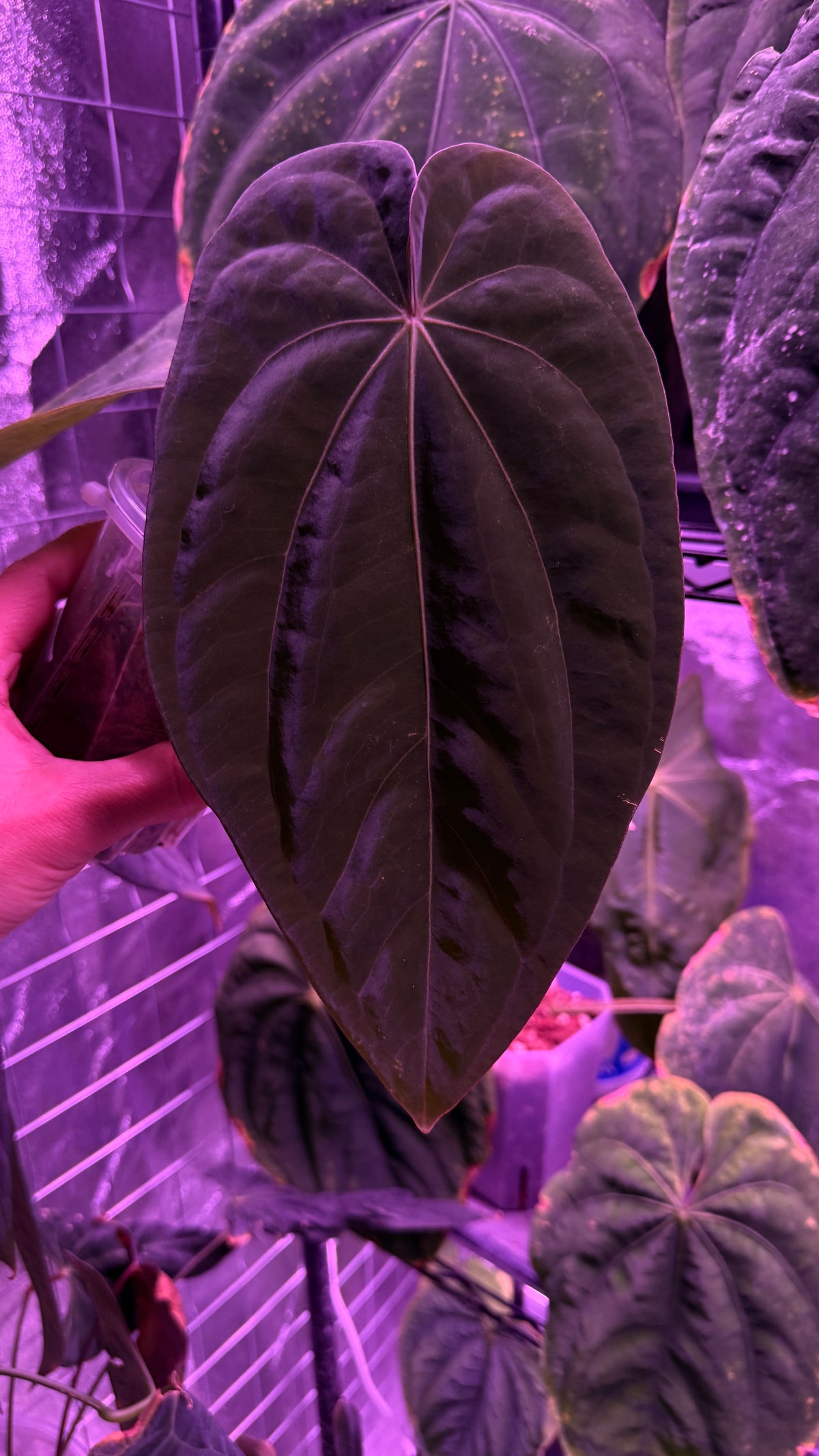 Anthurium BVEP ‘ROUND‘ X RG DRESSLERI #2 | Clones