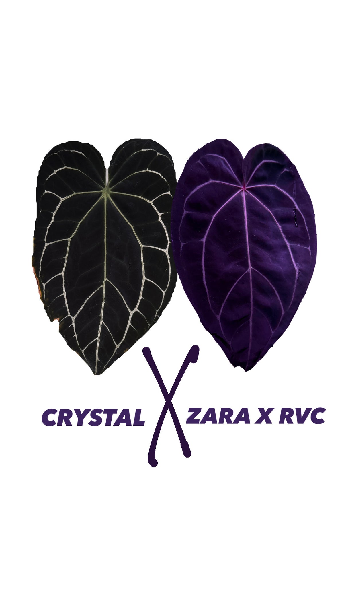 Anthurium CRYSTALLINUM X (ZARA X RED VELVET CAKE) | Seedlings