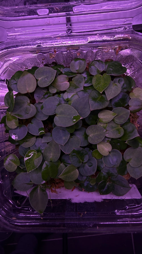 Anthurium (ZARA X RVC) X MICHELLE | Seedlings