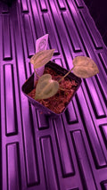 Anthurium BESSEAE TRUE var. Ondulada S1 | Seedling