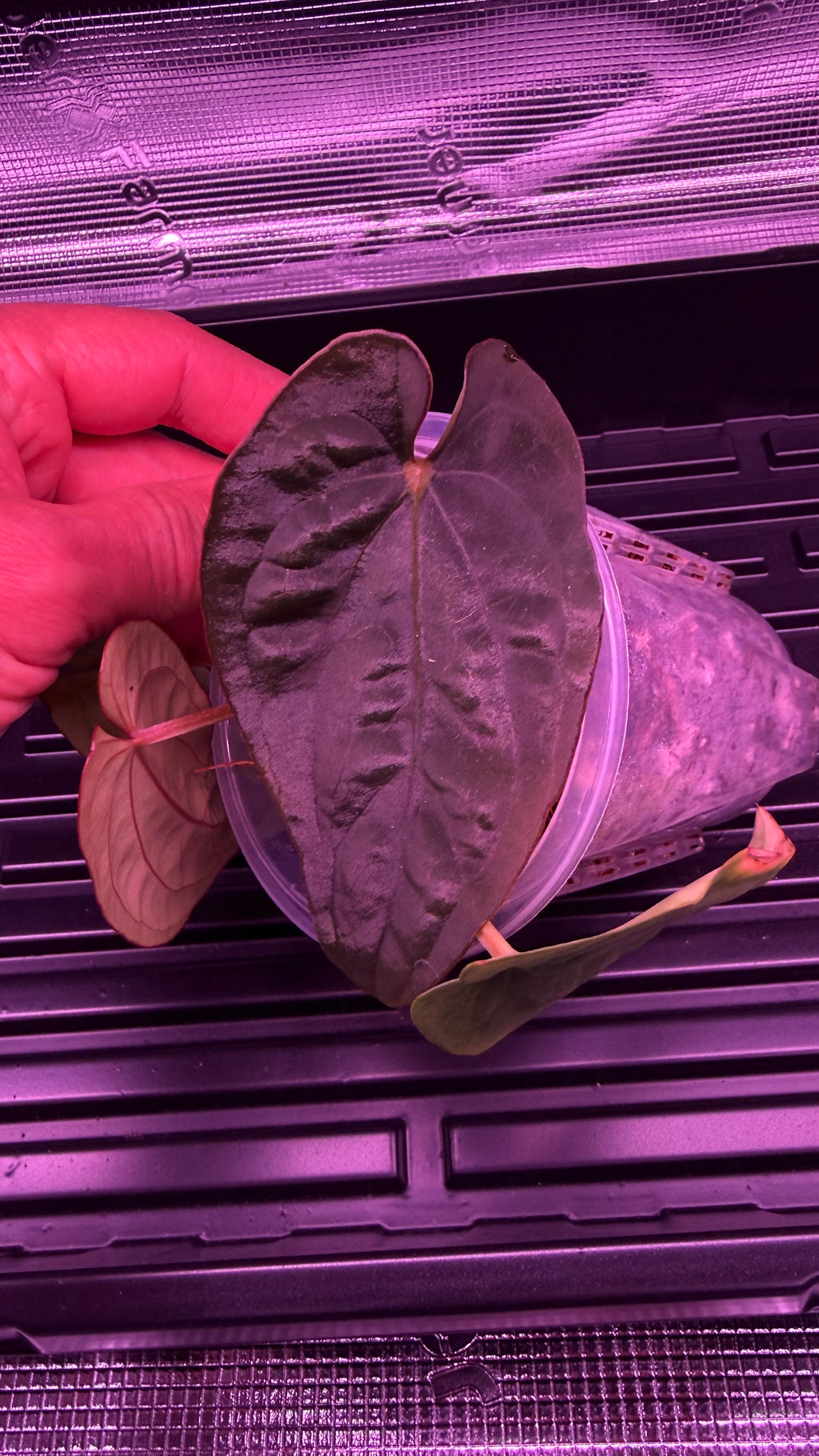 Anthurium Black Dress X RG F2 Dark Clone
