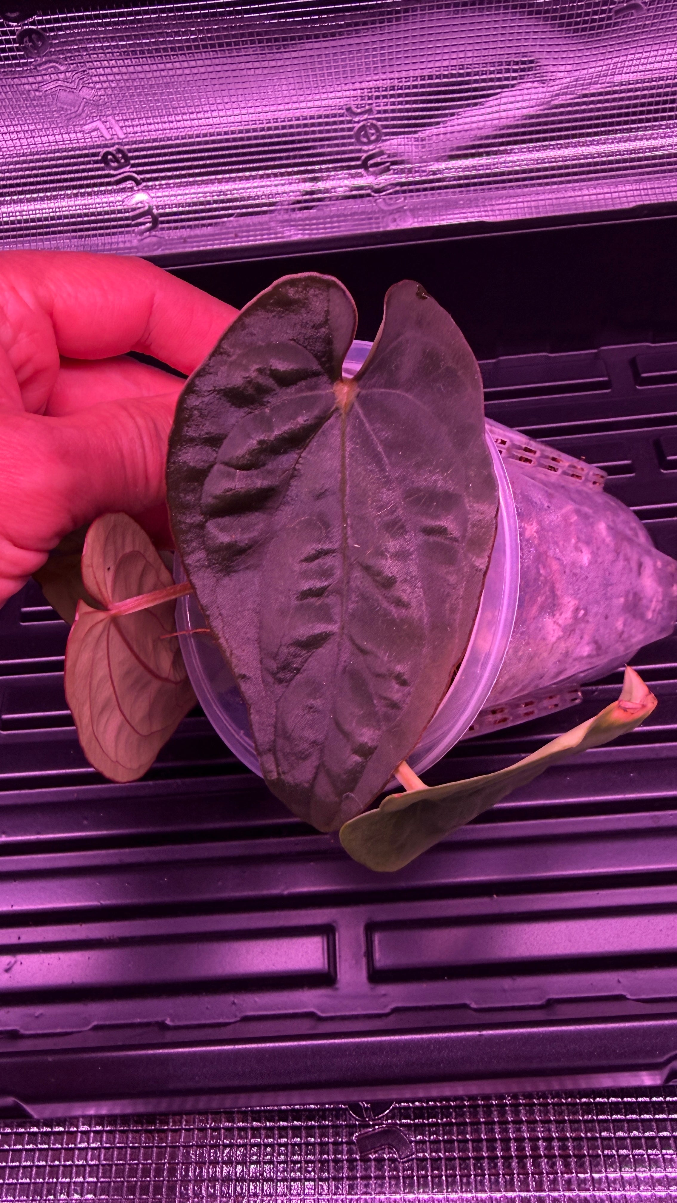 Anthurium Black Dress X RG F2 Dark Clone
