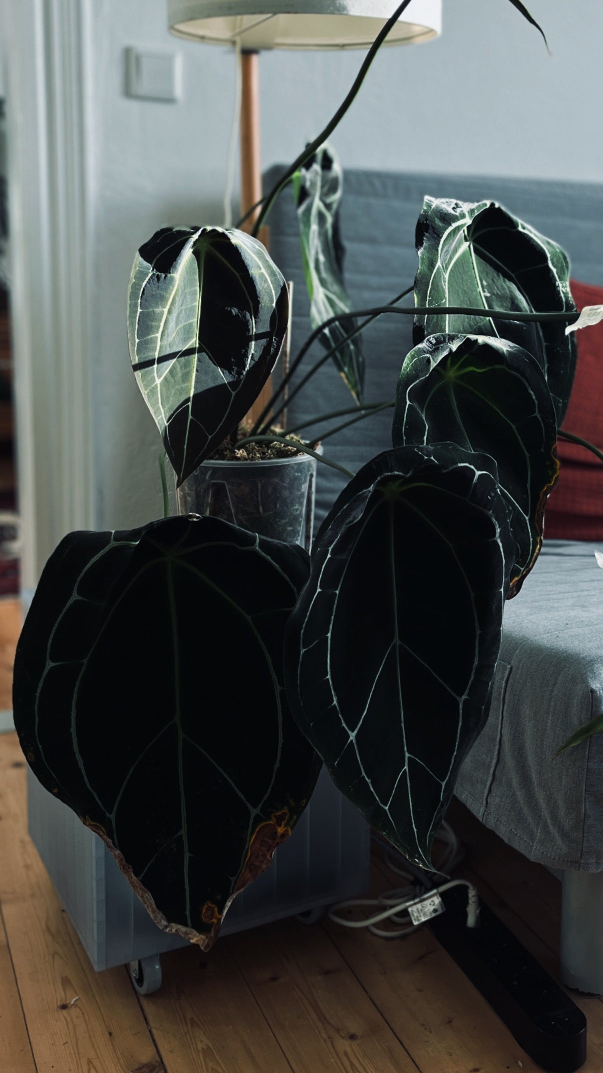 Anthurium Forgetii “MOON DRIP“ S1
