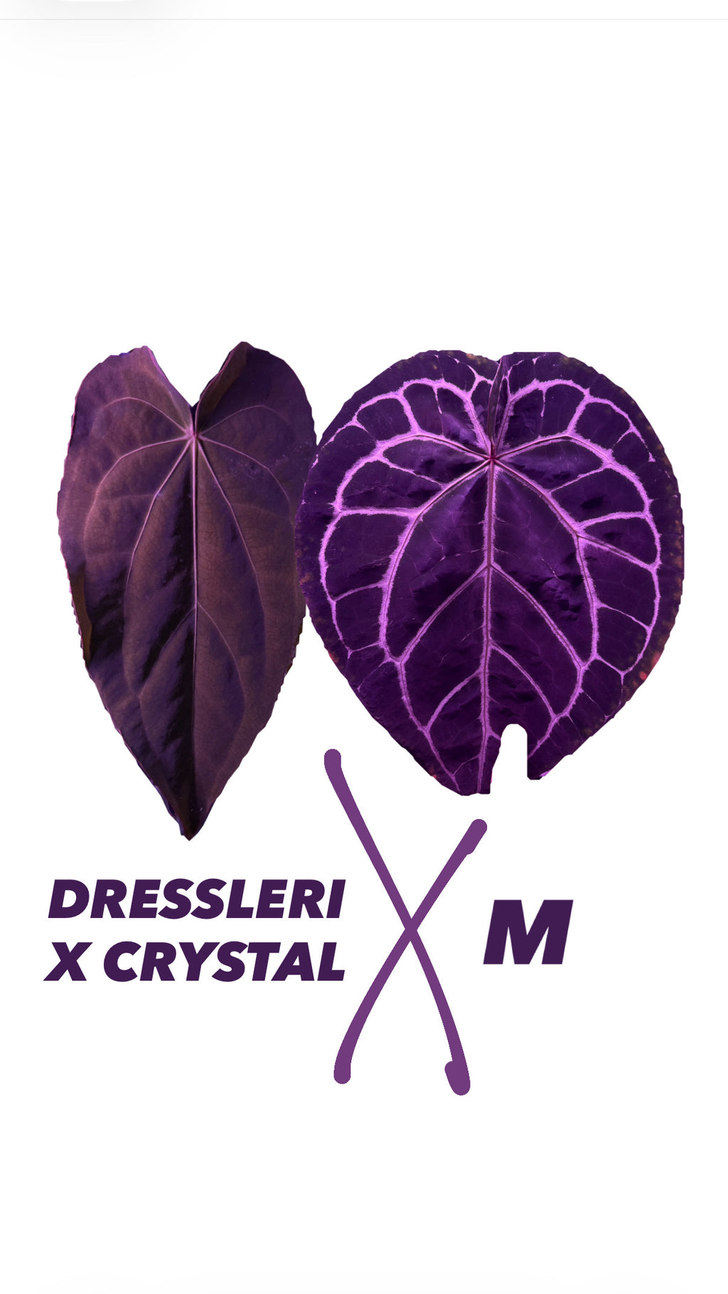 Anthurium (DRESSLERI x CRYSTALLINUM) X MICHELLE | Seedlings