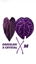 Anthurium (Dressleri x Crystallinum) X M