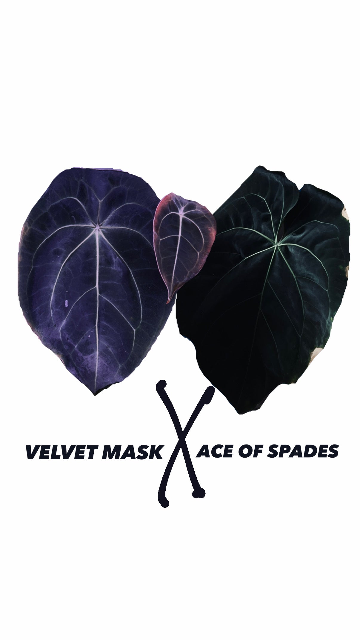 Anthurium Velvet Mask X Ace of Spades