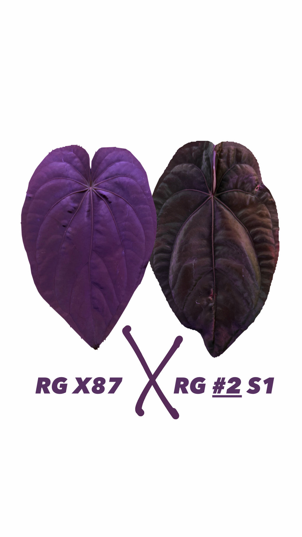 Anthurium RG Dressleri Dark X87 X RG Dressleri #2 S1