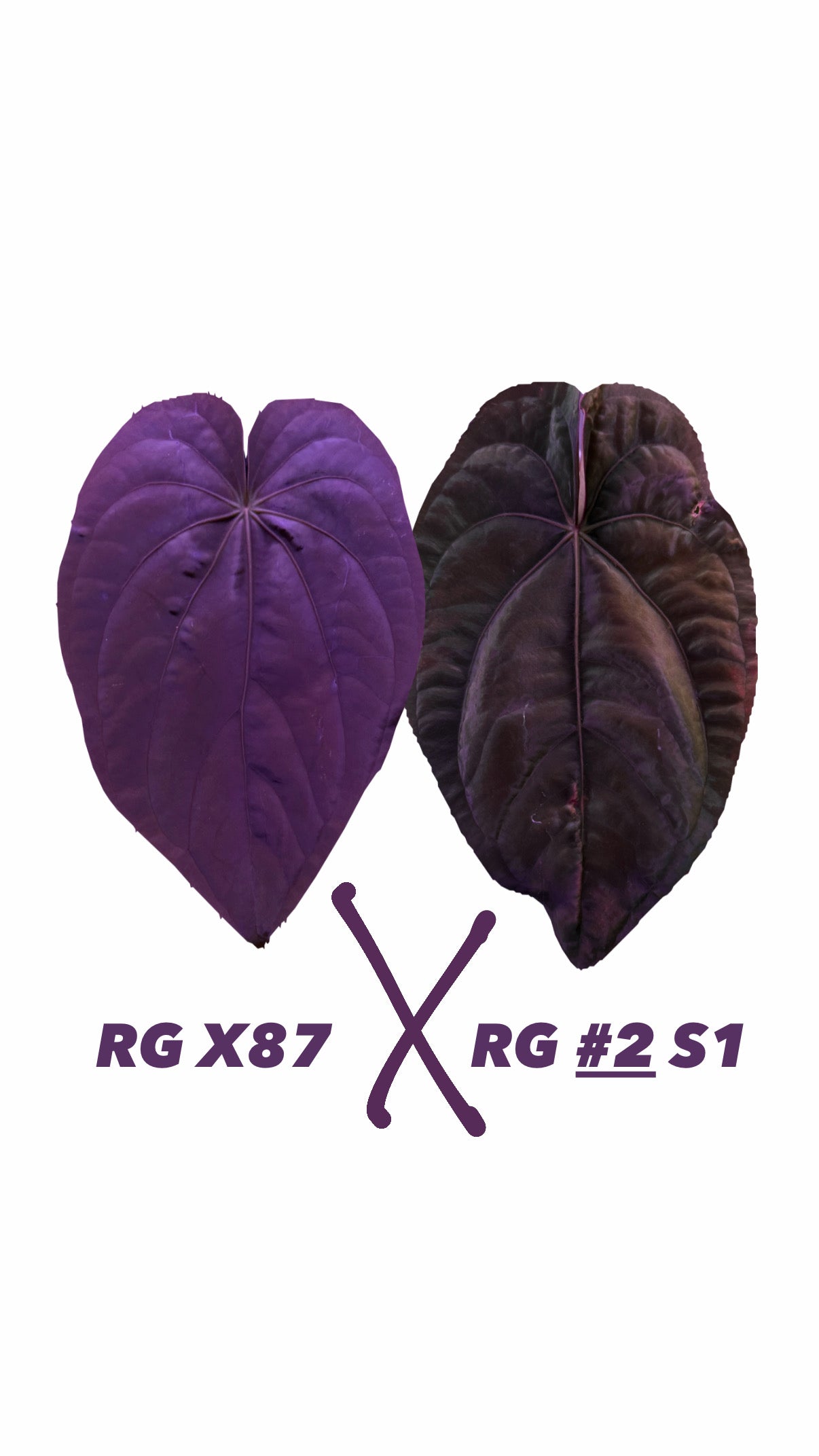Anthurium RG Dressleri X87 X RG Dressleri #2 S1
