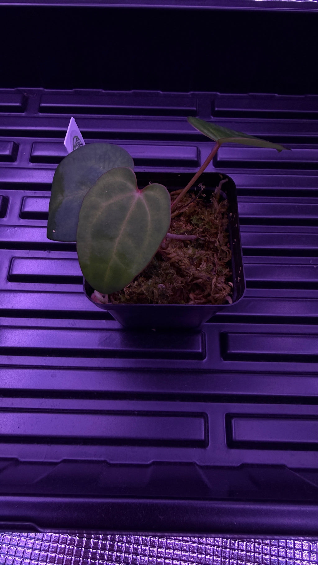 Anthurium ACE OF SPADES DF | Clone