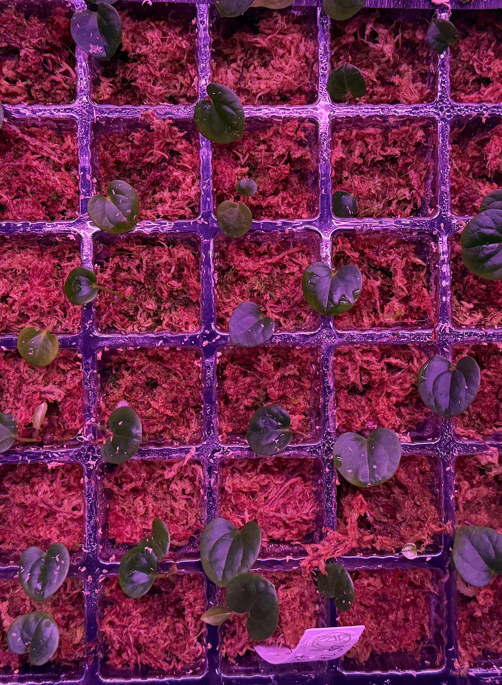 Anthurium RG Dressleri Dark X87 X RG Dressleri #2 S1