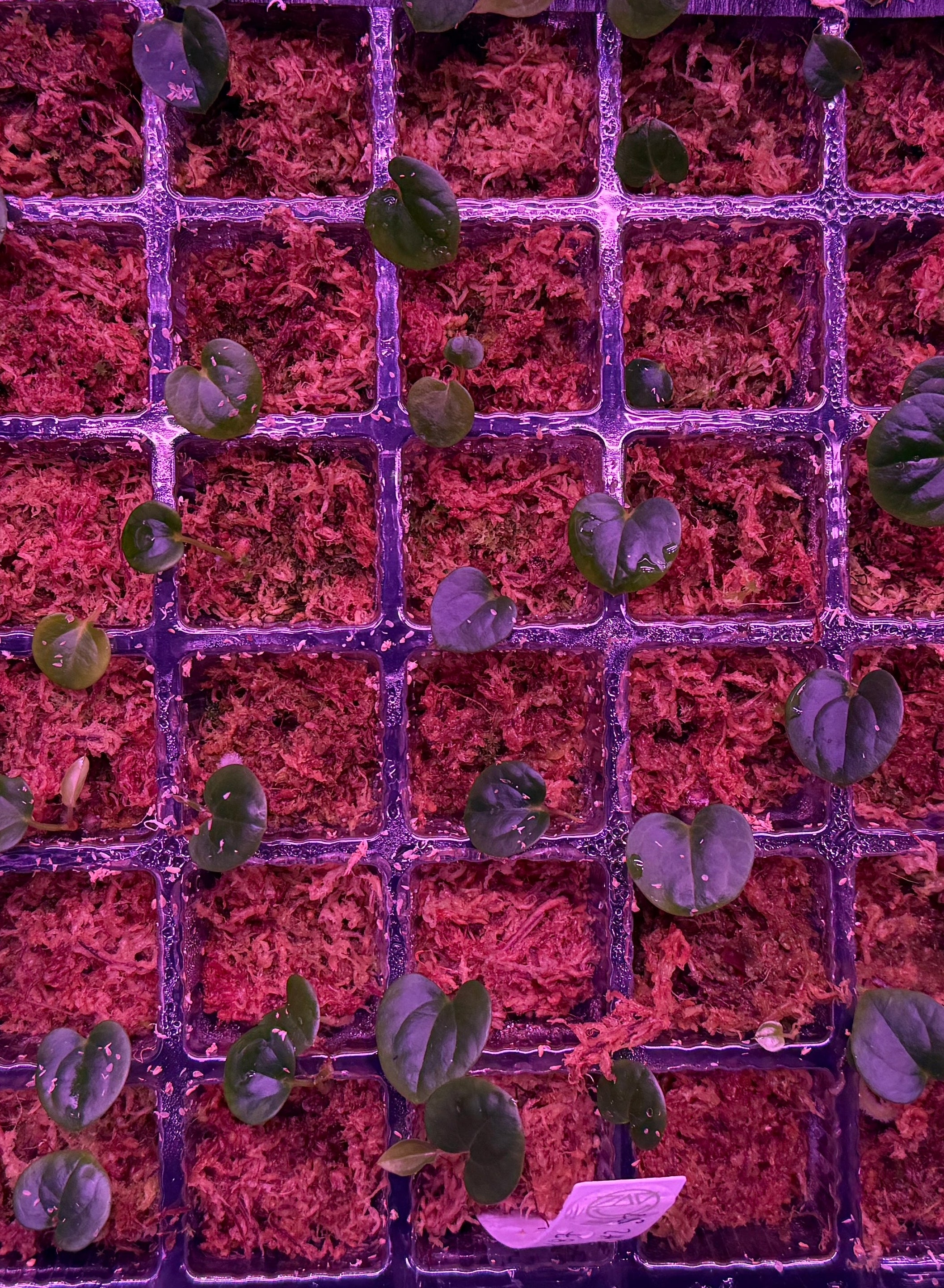 Anthurium RG Dressleri Dark X87 X RG Dressleri #2 S1