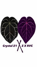 Anthurium Crystallinum Z1 X (Z X RVC) | 2 seedlings