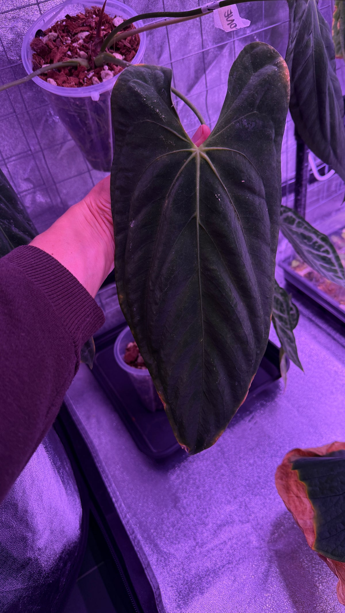 Anthurium RLFS S1 | Clones