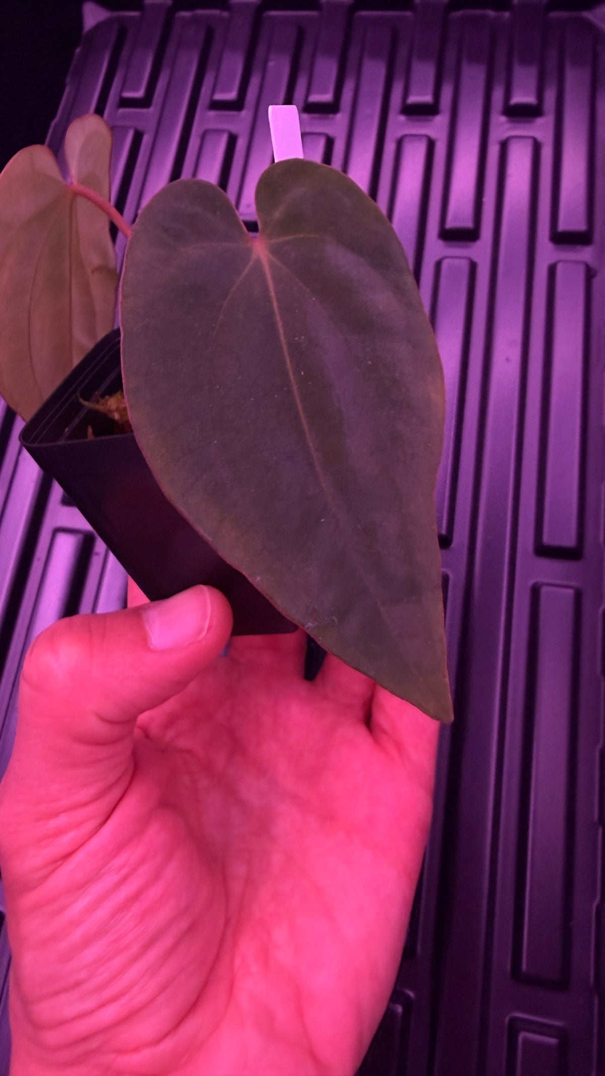Anthurium BVEP ‘ROUND‘ X RG DRESSLERI #2 | Clones