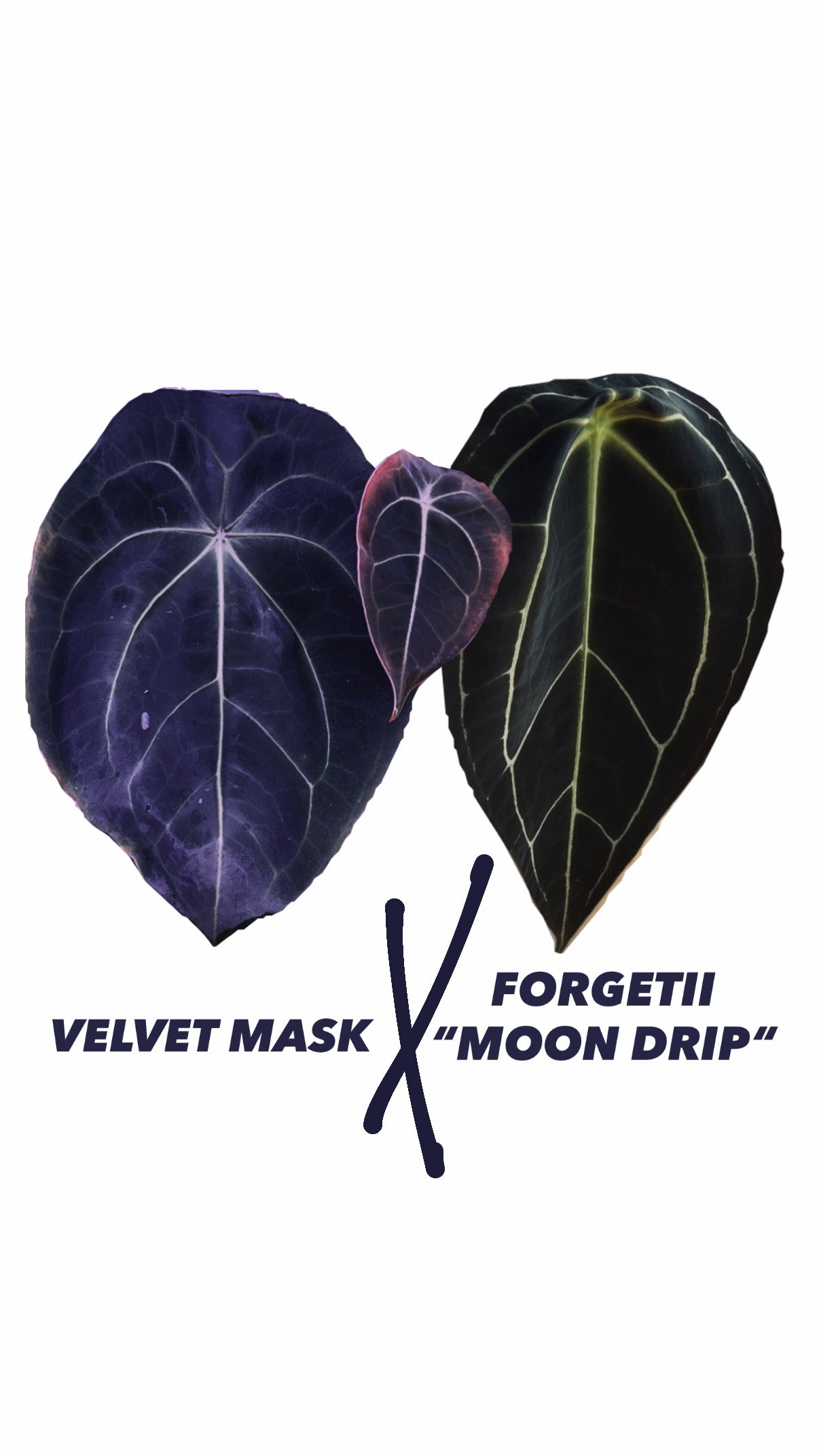 Anthurium Velvet Mask X Forgetii „MOON DRIP“