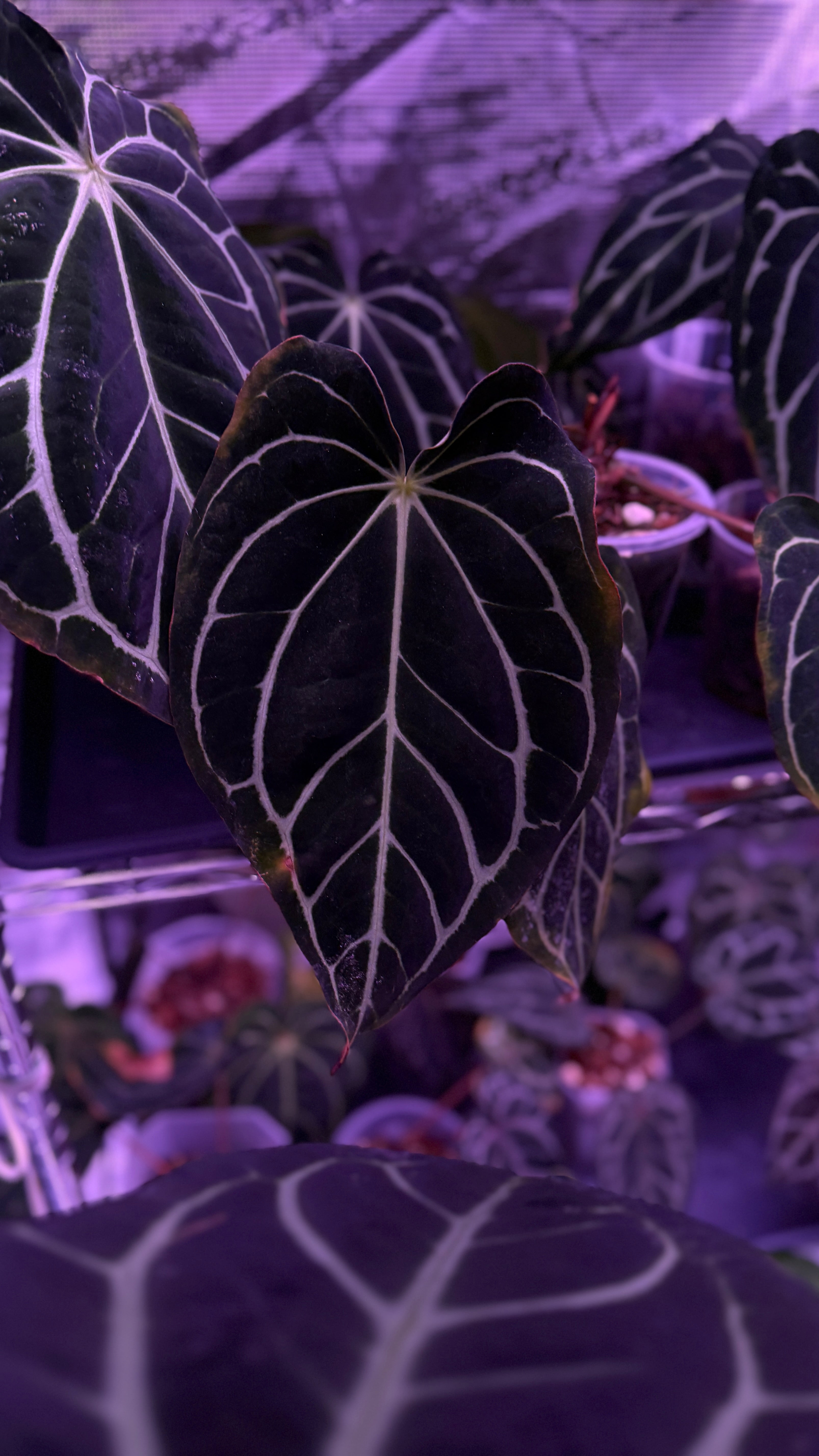 Anthurium Carlablackiae A2 x RA7 S1 – anthurium zoo