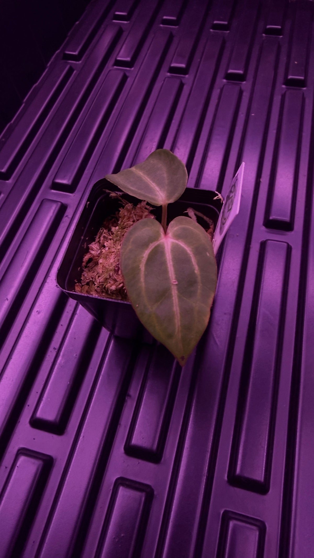 Anthurium CARLABLACKIAE A2 x RA7 S1 | Seedling