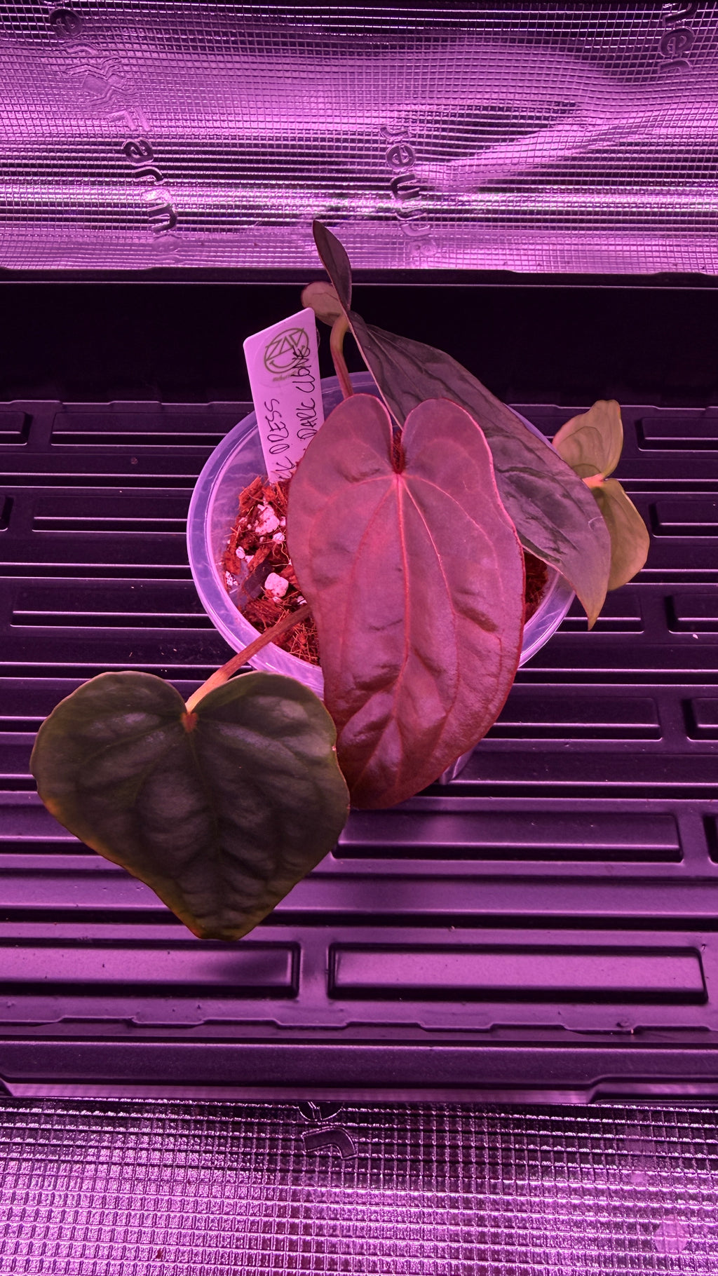 Anthurium Black Dress X RG F2 Dark Clone
