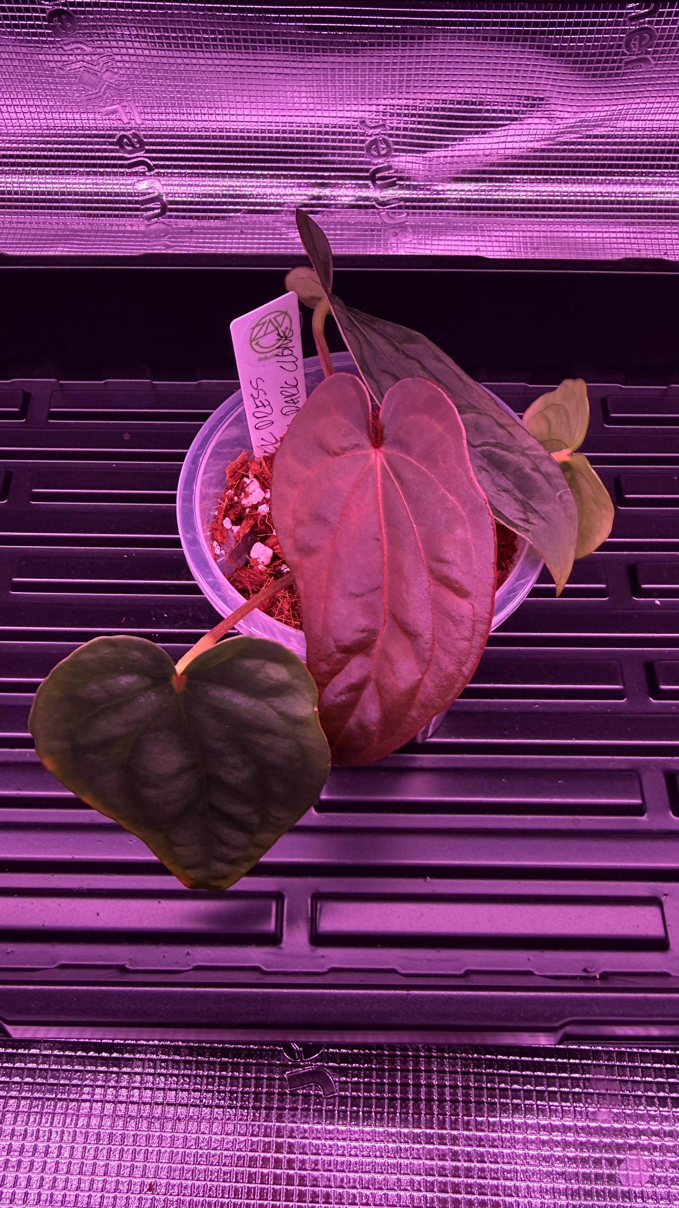 Anthurium Black Dress X RG F2 Dark Clone