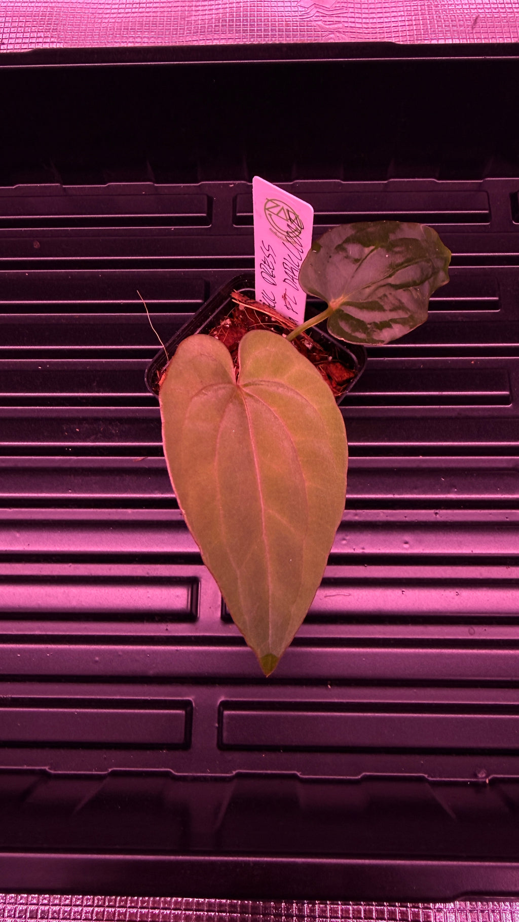 Anthurium Black Dress X RG F2 Dark Clone