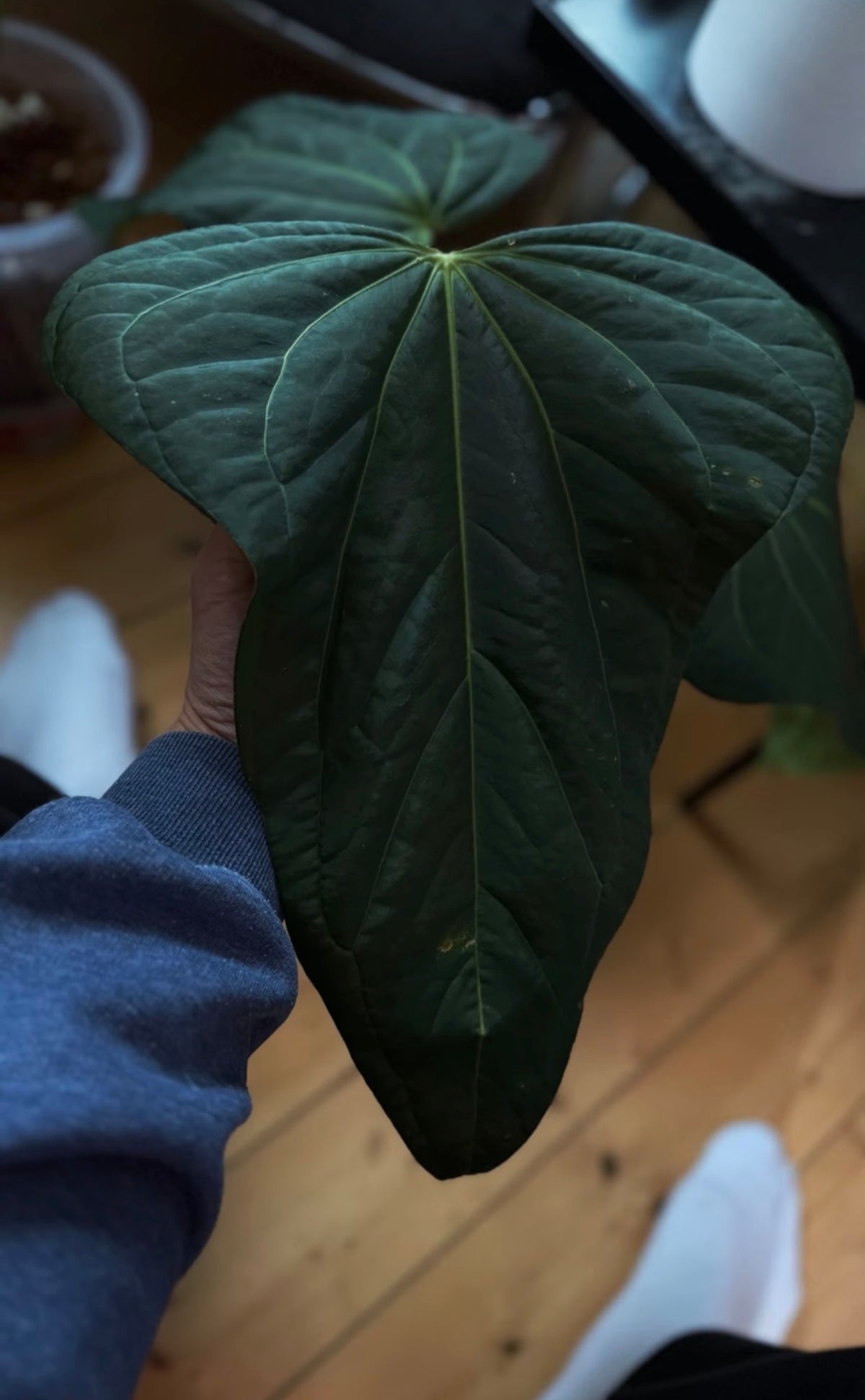Anthurium „DRAGON SOUL“ X CARLABLACKIAE „STAR SKY“