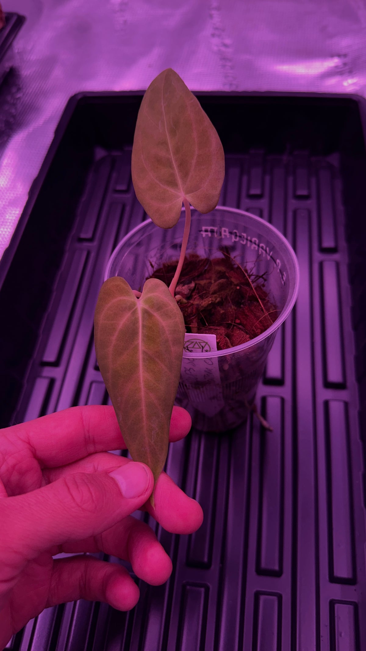 Anthurium RLFS S1 | Clones