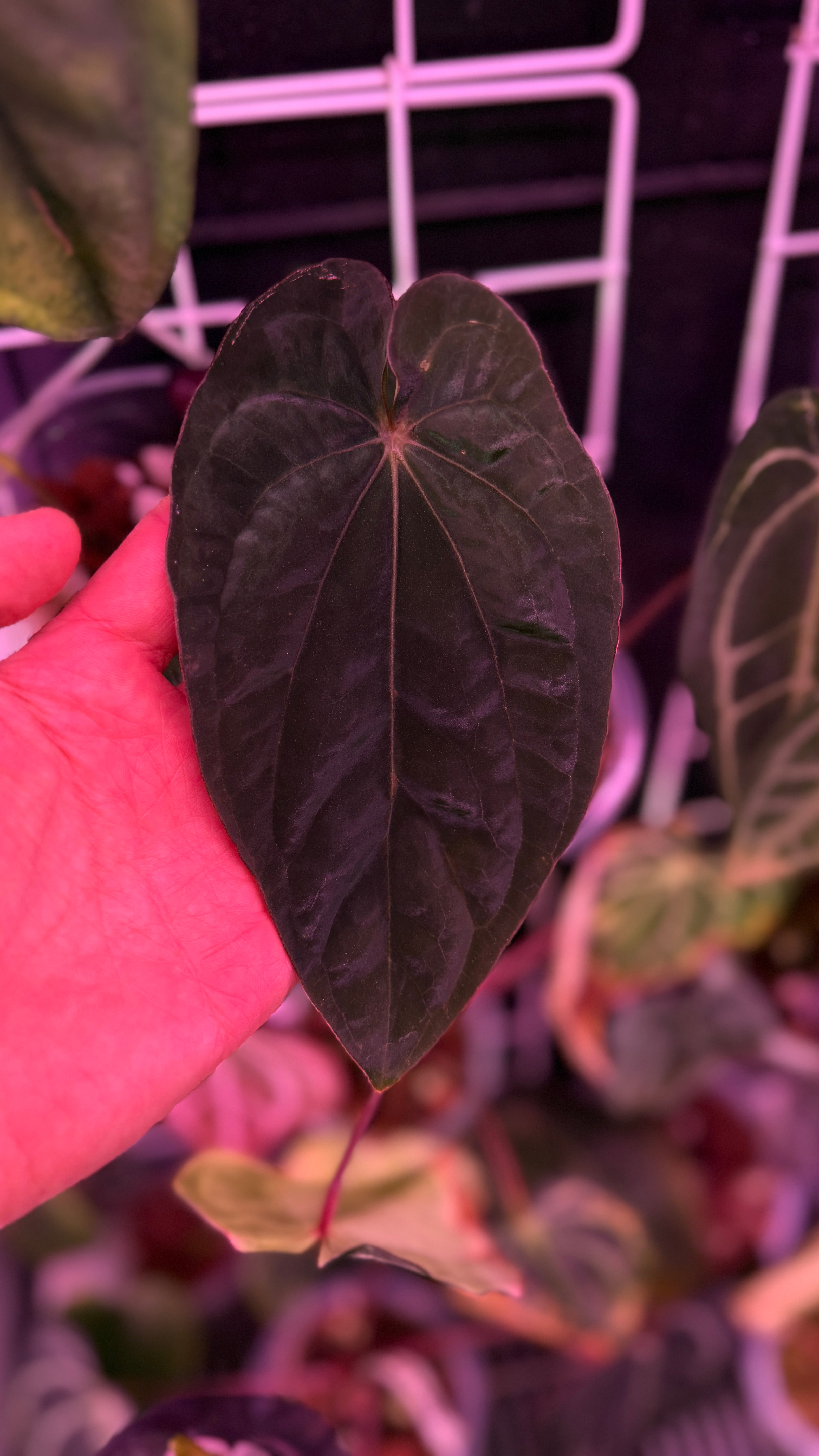 Anthurium Black Dress X RG F2 Dark Clone