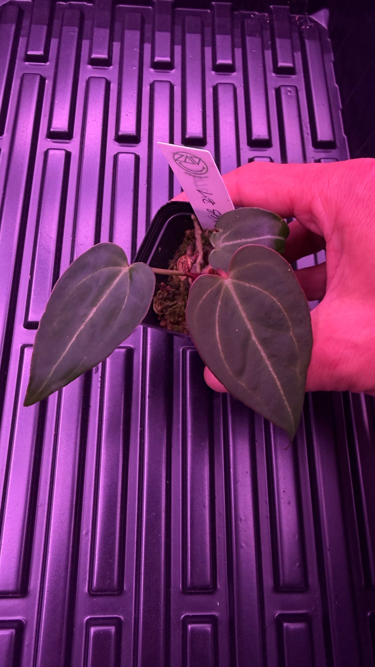 Anthurium BLACK WIDOW ‘13‘ X ‘43‘ | Clone