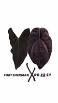 Anthurium Fort Sherman X Dressleri RG #2 S1 | 2 semis