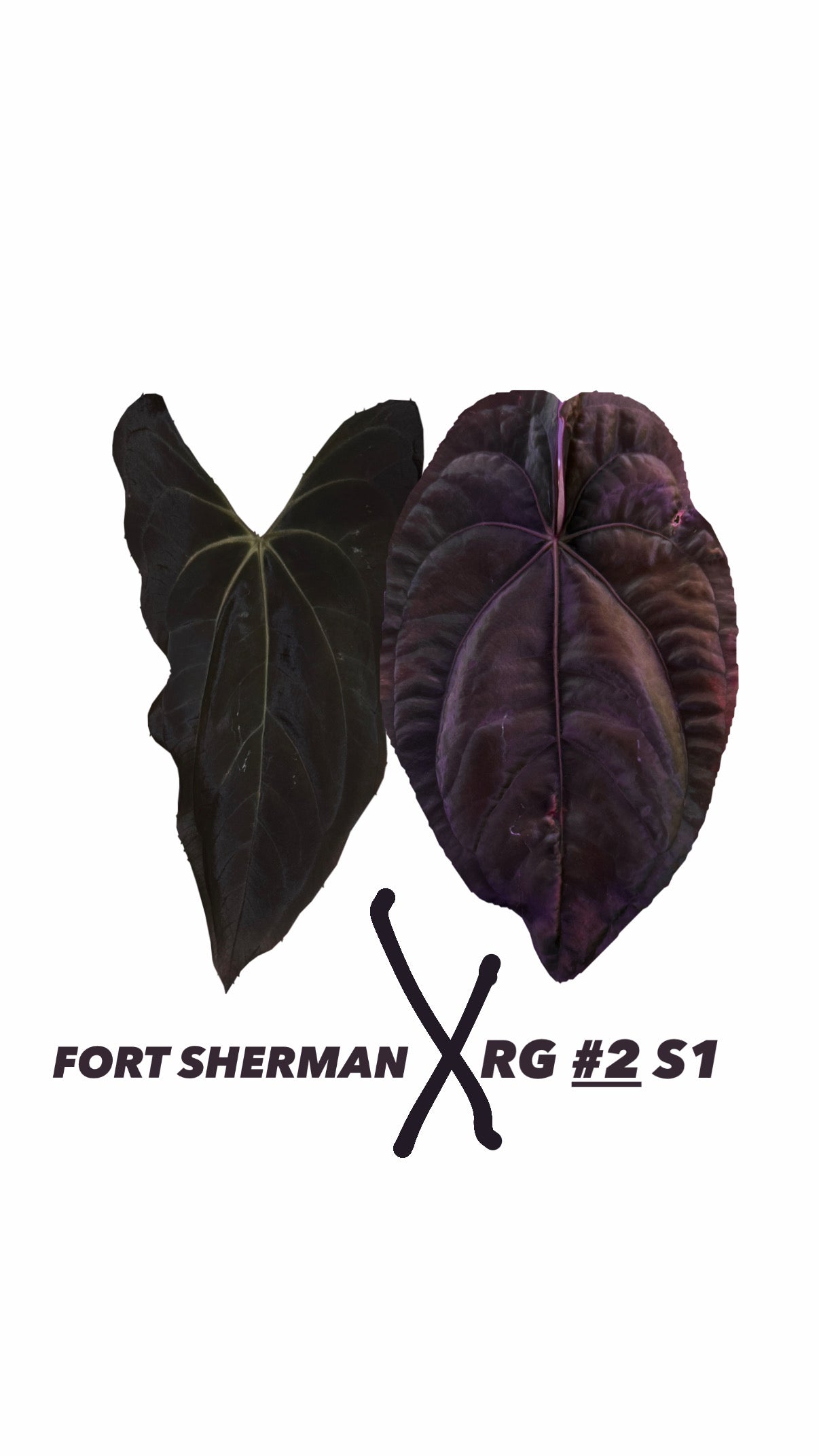 Anthurium Fort Sherman X Dressleri RG #2 S1