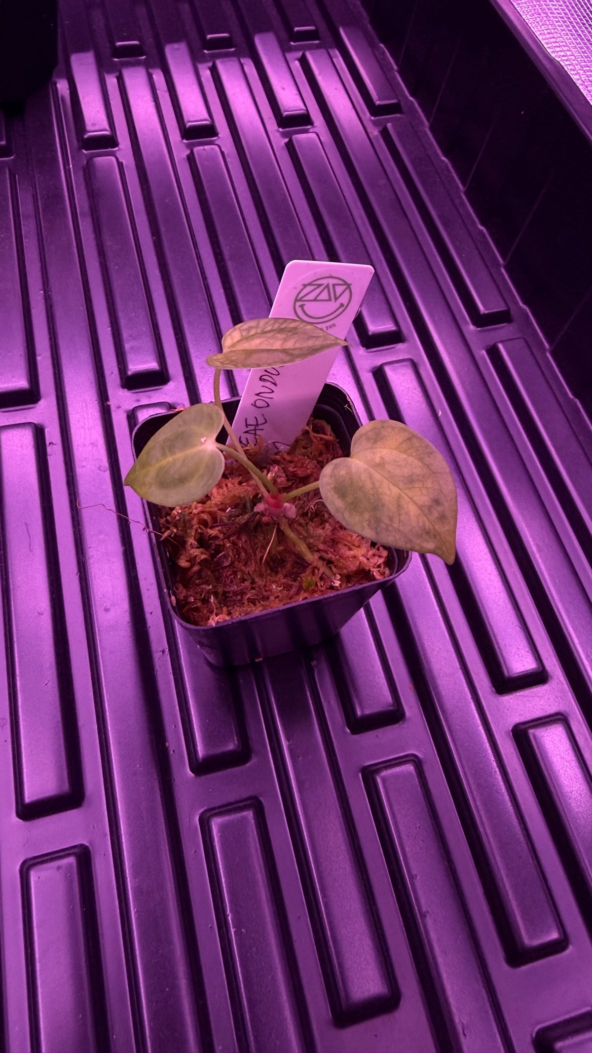 Anthurium BESSEAE TRUE var. Ondulada S1 | Seedling