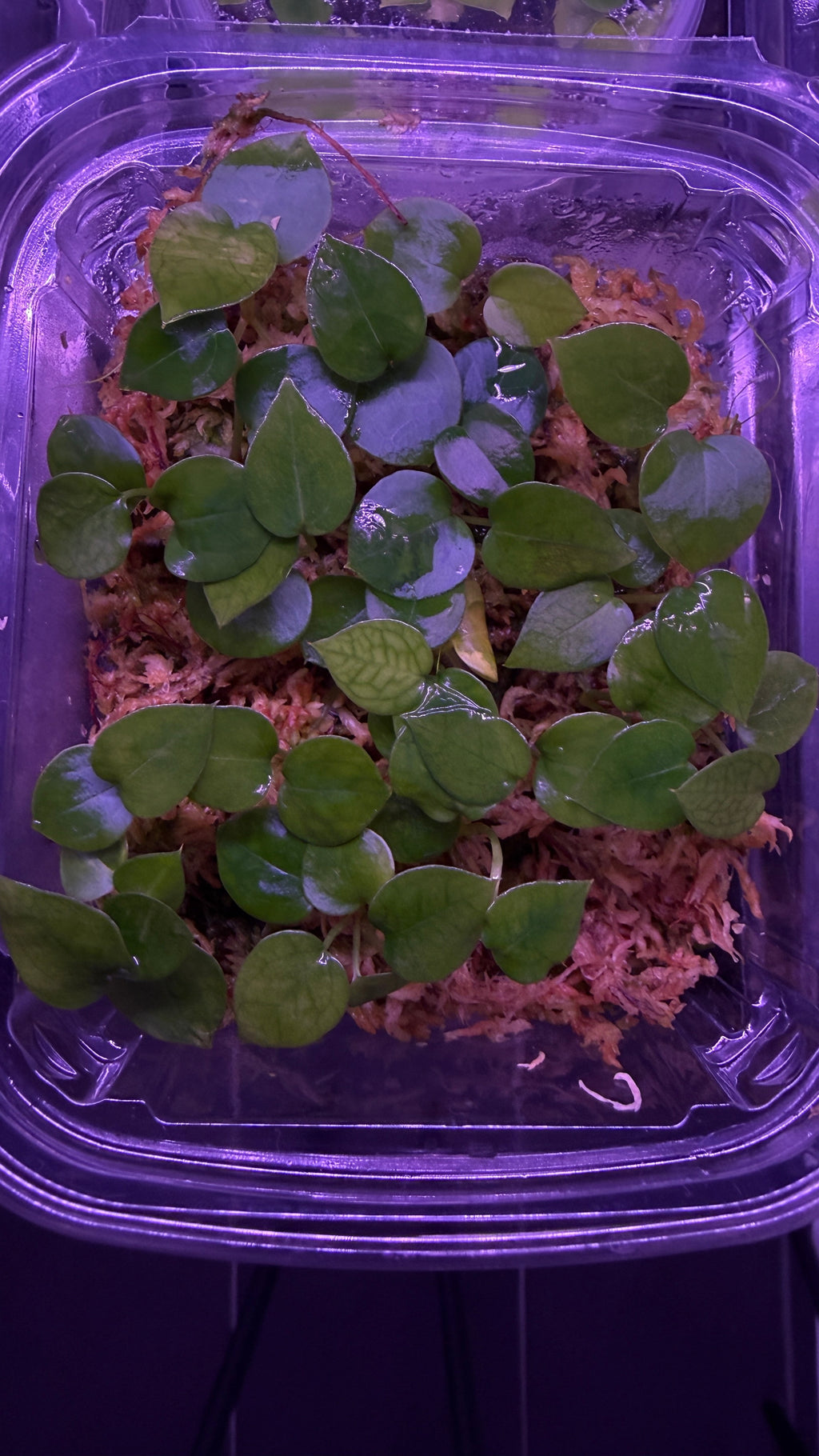 Anthurium MAGNIFICUM X MICHELLE | Seedlings