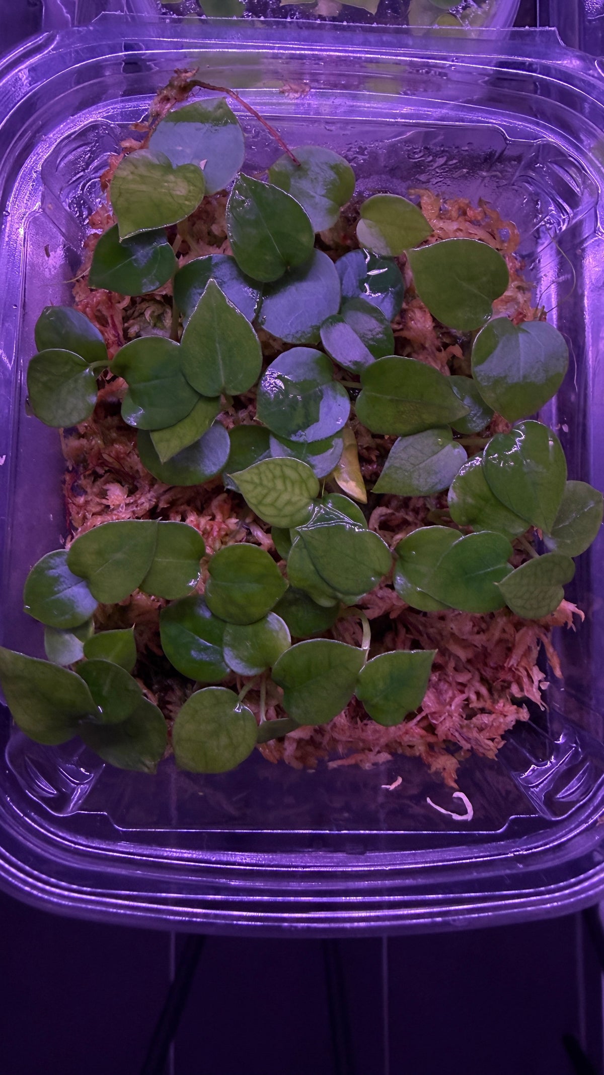 Anthurium MAGNIFICUM X MICHELLE | Seedlings