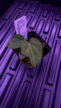 Anthurium BVEP ‘ROUND‘ X RG DRESSLERI #2 | Clones