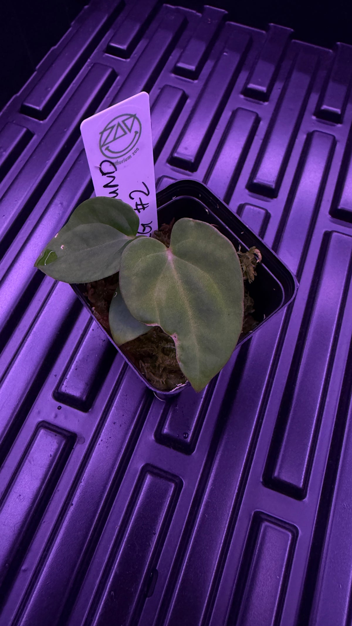 Anthurium BVEP ‘ROUND‘ X RG DRESSLERI #2 | Clones