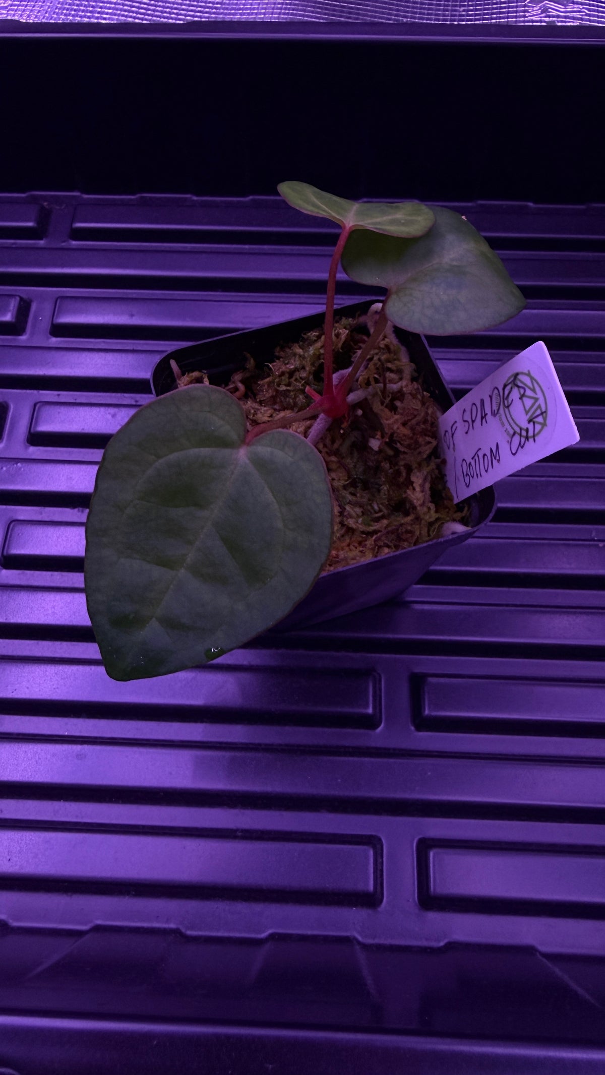 Anthurium ACE OF SPADES DF | Clone