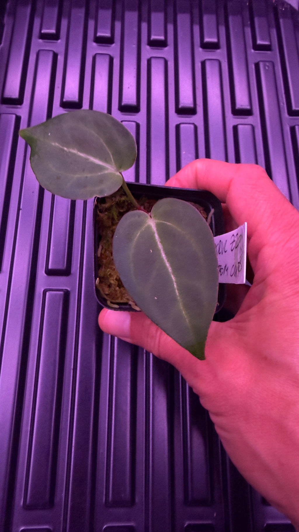 Anthurium BLACK WIDOW X RED VELVET CAKE | Clone
