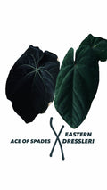 Anthurium Ace of Spades X Eastern Dressleri