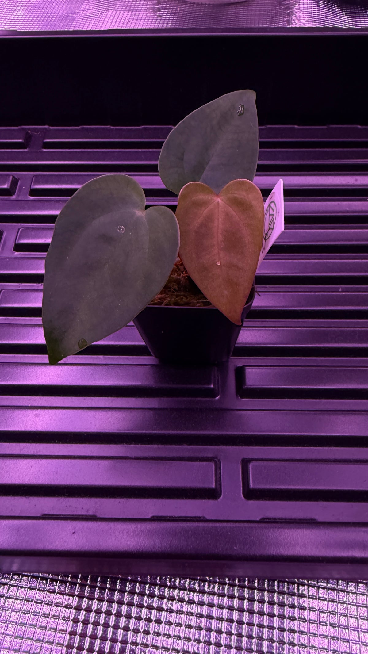 Anthurium ACE OF SPADES SKG | Clone