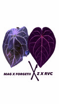 Anthurium (Magnificum x Forgetii) X (Z X RVC)
