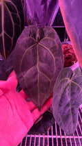 Anthurium ACE OF SPADES DF | Clone