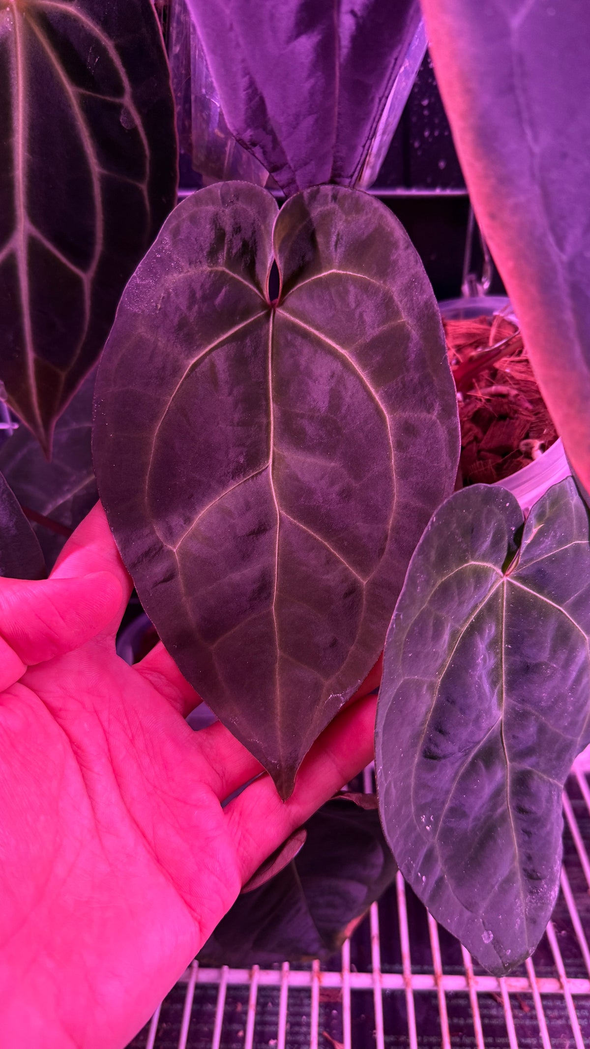 Anthurium ACE OF SPADES DF | Clone